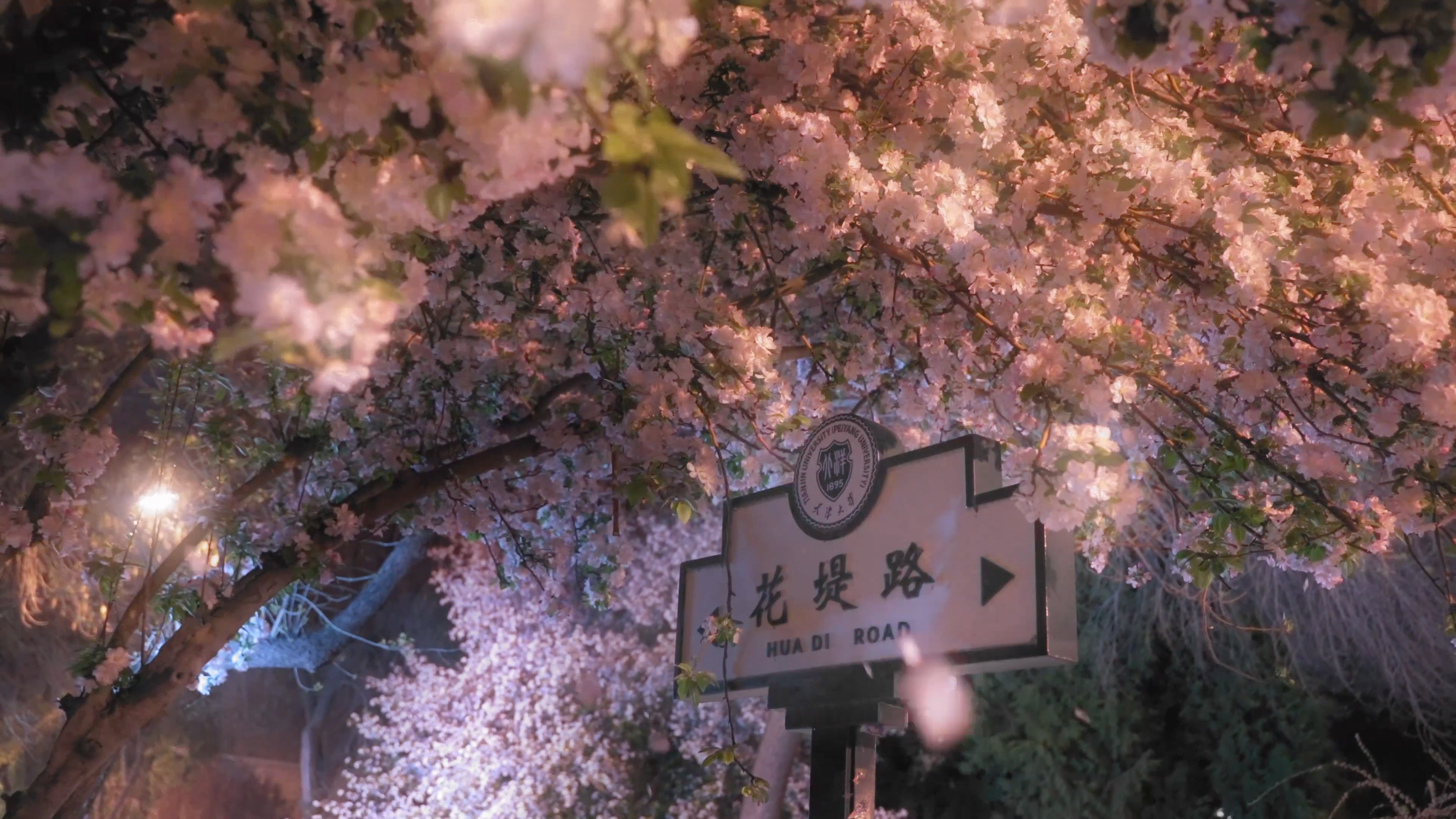 花堤夜韵，海棠绘梦